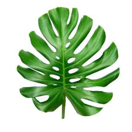 Fresh Monstera Leaf