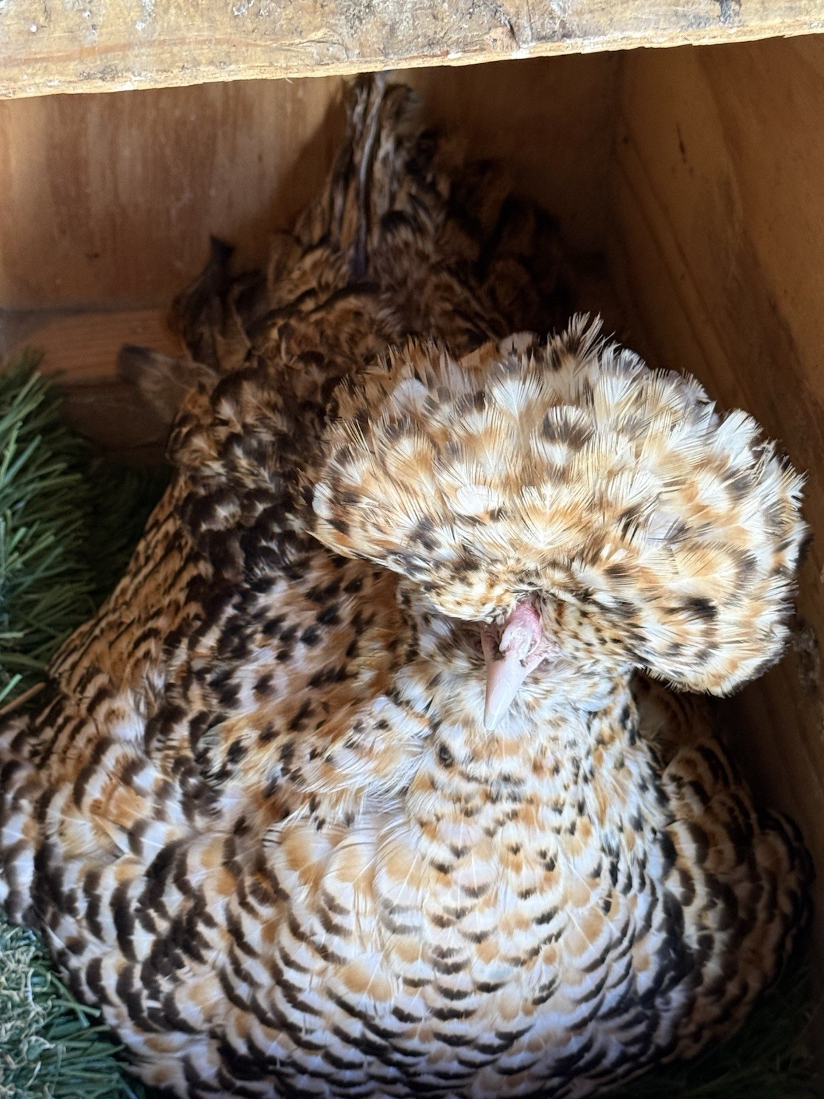 24++Extra Candy Corn Polish Fertile Hatching Eggs