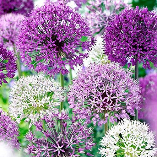 Allium Purple Blend 30 Bulbs-4-6 Inch Flower Diameter! 