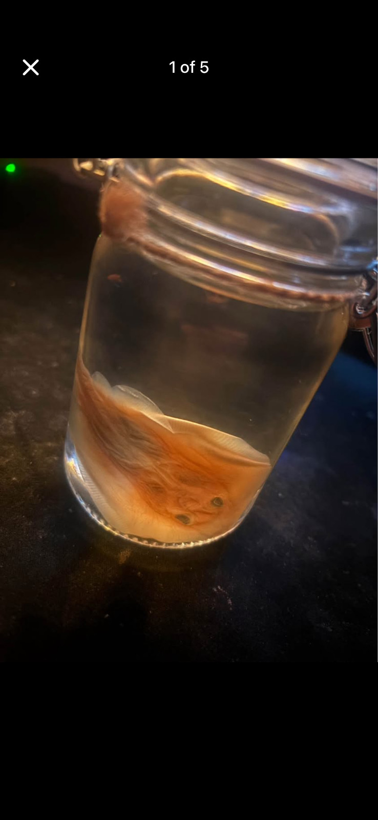 stingray wet specimen