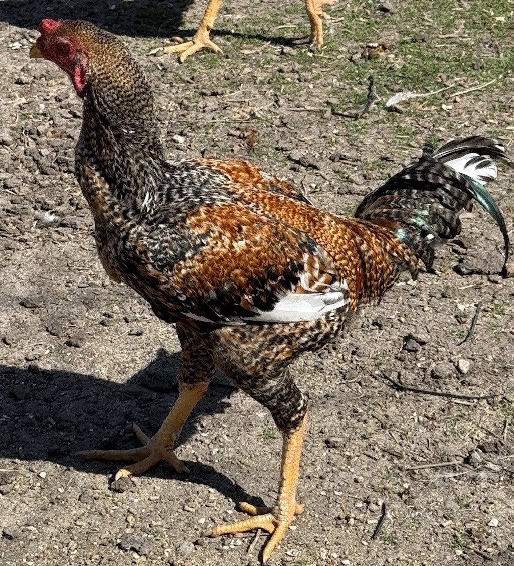 6 Rare Indio Gigante Hatching Eggs 