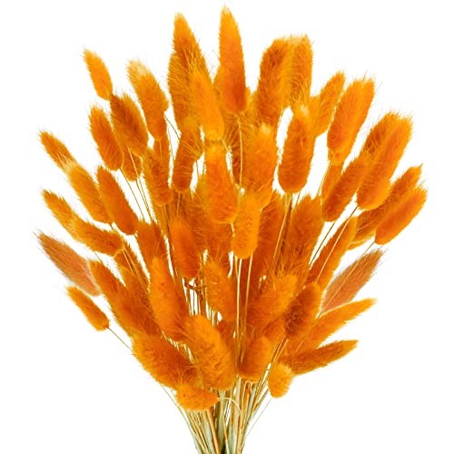100 Pcs Bunny Tails Dried Flowers, Natural Dried Bunny Tails 100 Pcs Orange