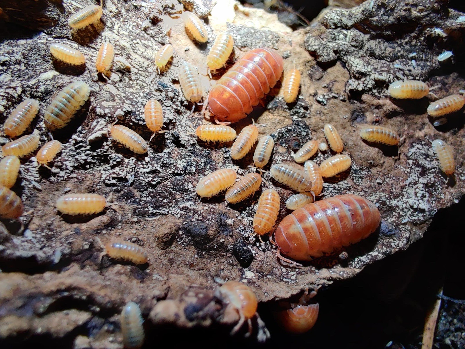 20ct Armadillidium Vulgare 🍊Tangerine isopod Bioactive Feeder Cleanup Crew