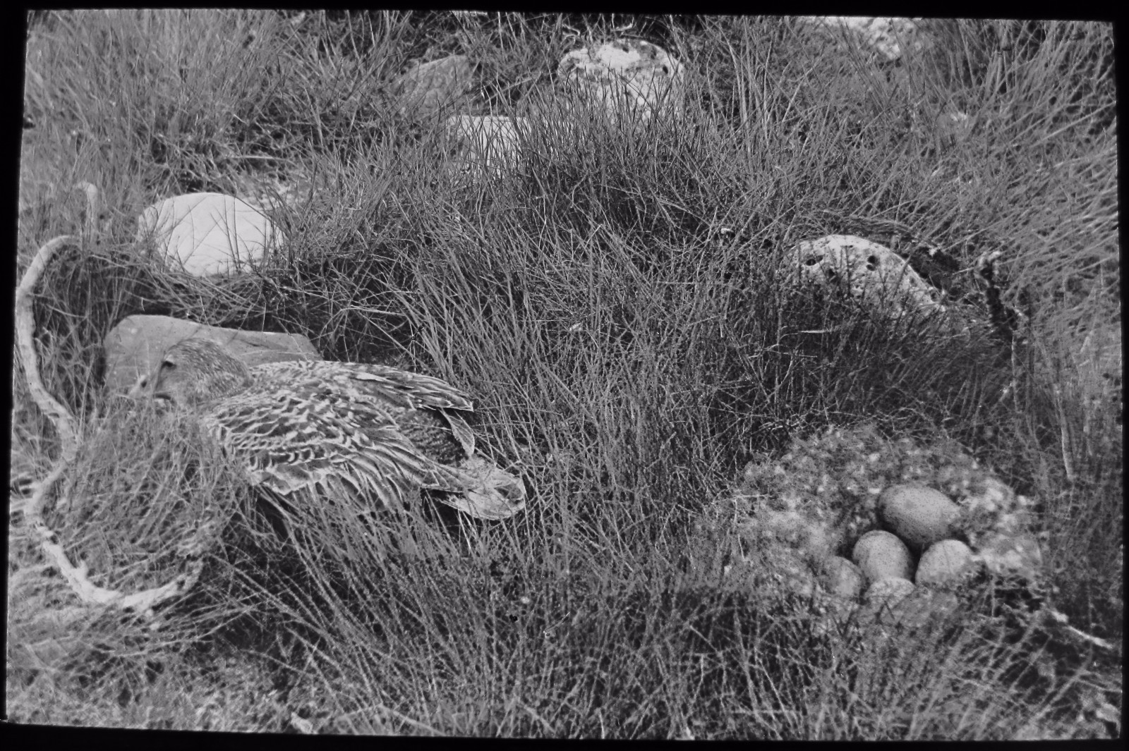 Glass Magic Lantern Slide EIDER DUCK ESCAPING FROM NEST C1890 PHOTO BIRD