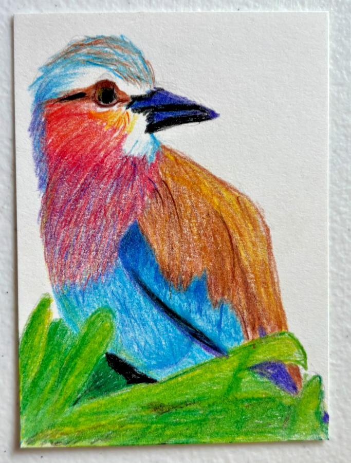 Lilac-Breasted Roller Bird ACEO Original Colored Pencil Nature Drawing ATC OOAK