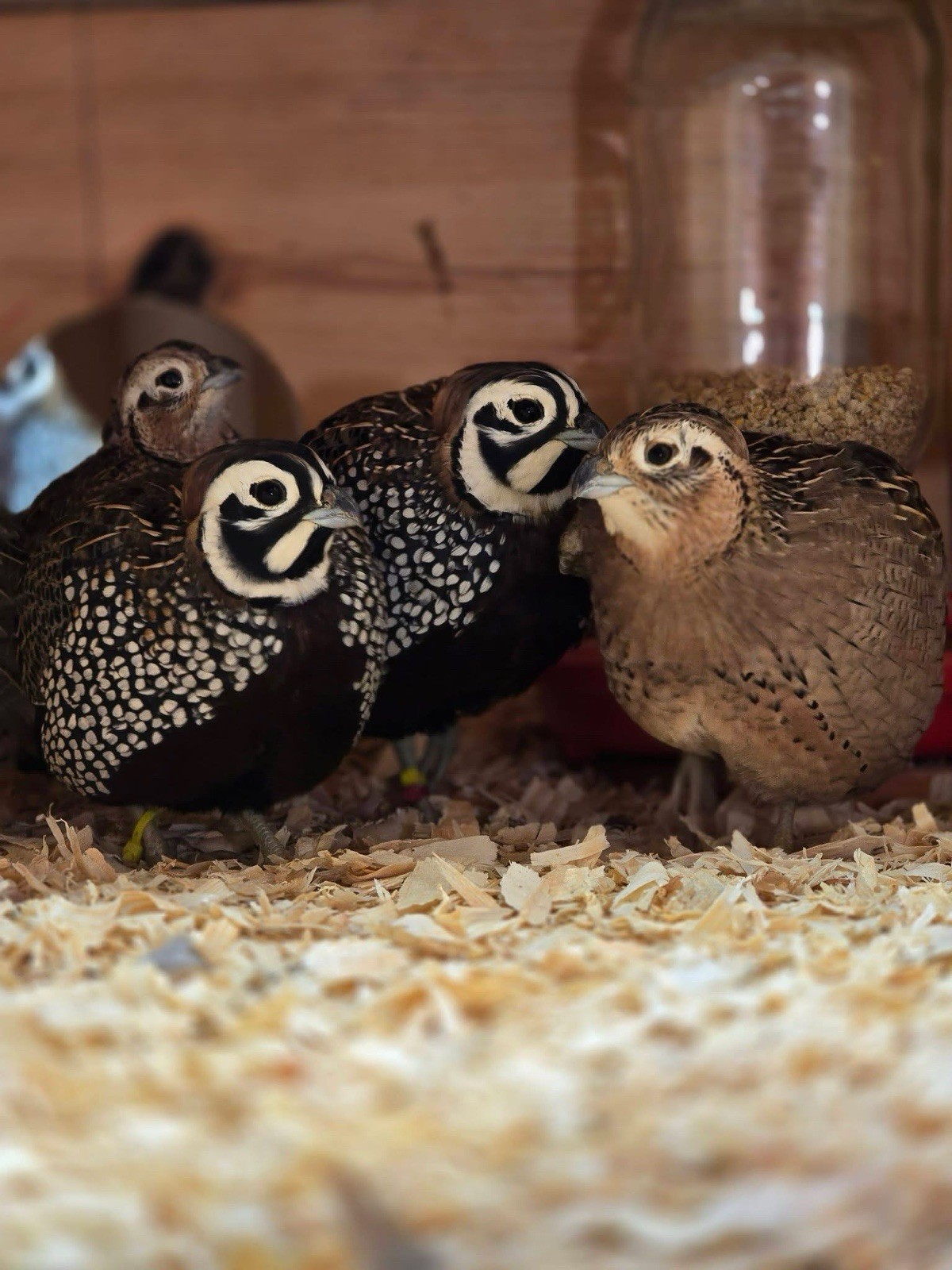 2 Mearns Quail (only 2 eggs ) Hatching Eggs – PRESALE – Rare Gamebird