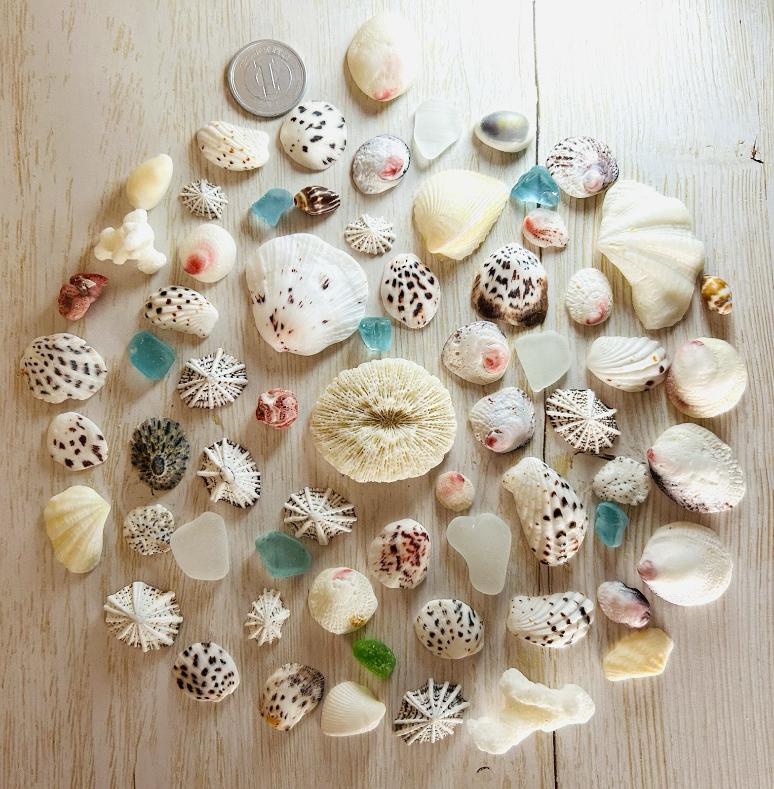 rare sea Shell  from Japan  Surf-Tumbled Beautiful Shell from OKINAWA small