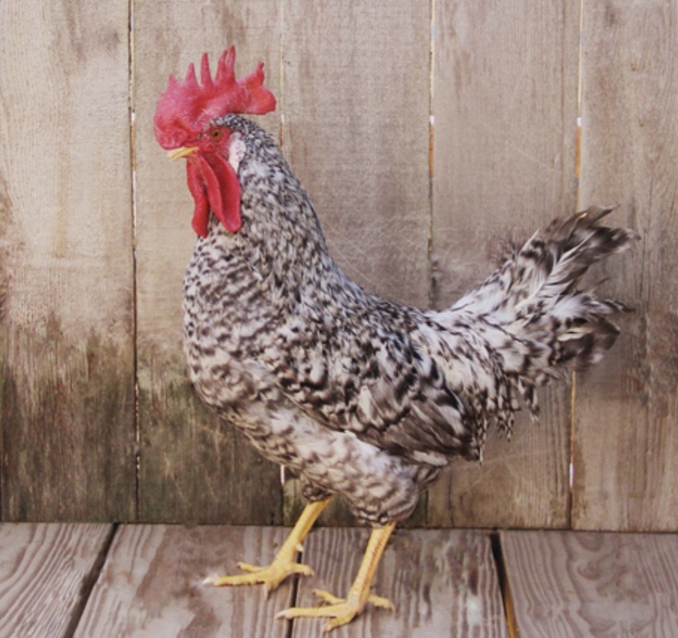 12 California Gray Chicken Hatching Eggs NPIP/AI Clean