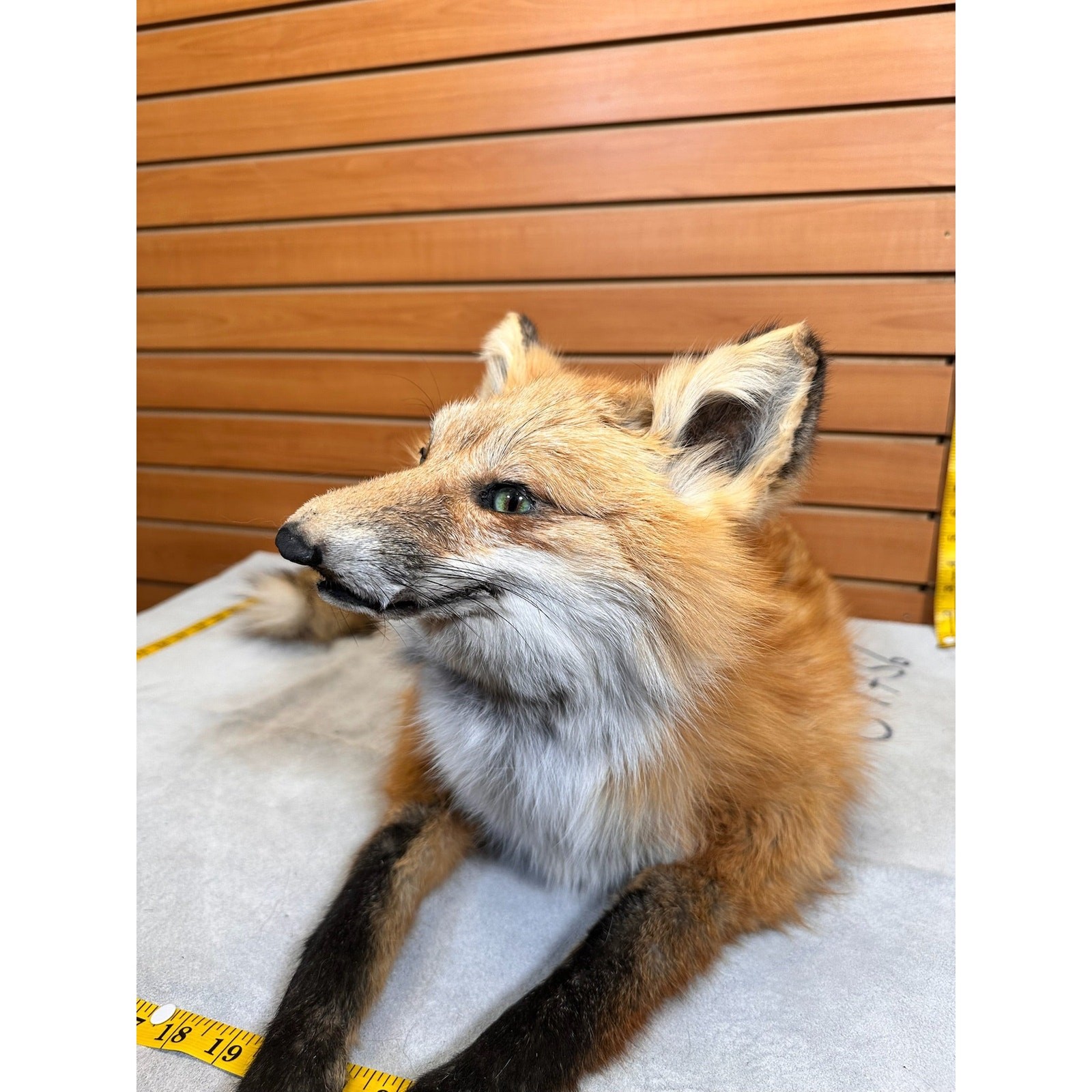 FHFOX13-Red Fox Taxidermy Full Body Mount Prime Fur
