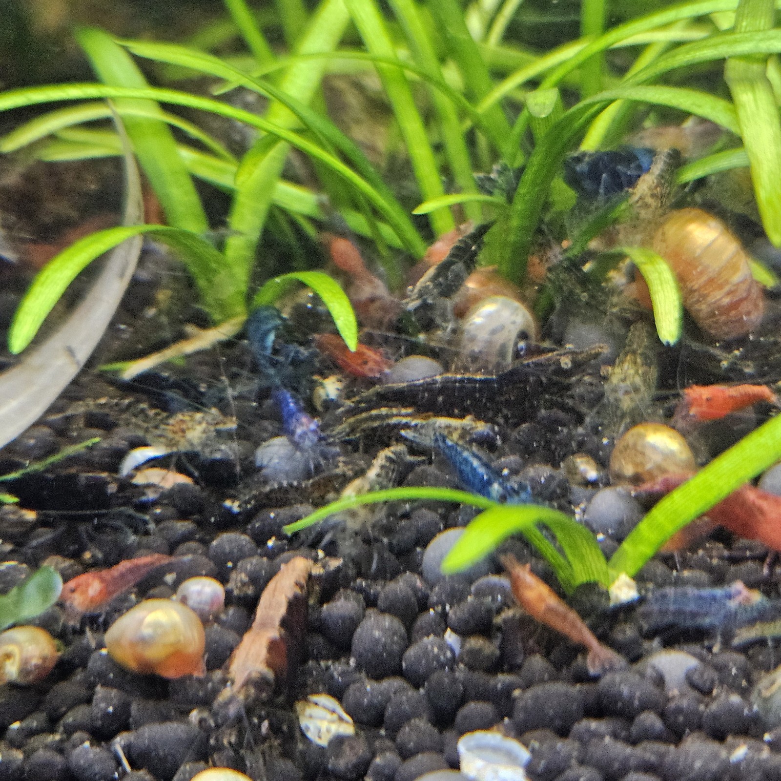 20+2 Skittles Mix/Culls Dwarf Shrimp (Neocaridina Davidi) USA Hobbyist Bred