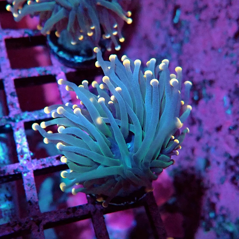 WYSIWYG - Euphyllia Pink Tips Torch