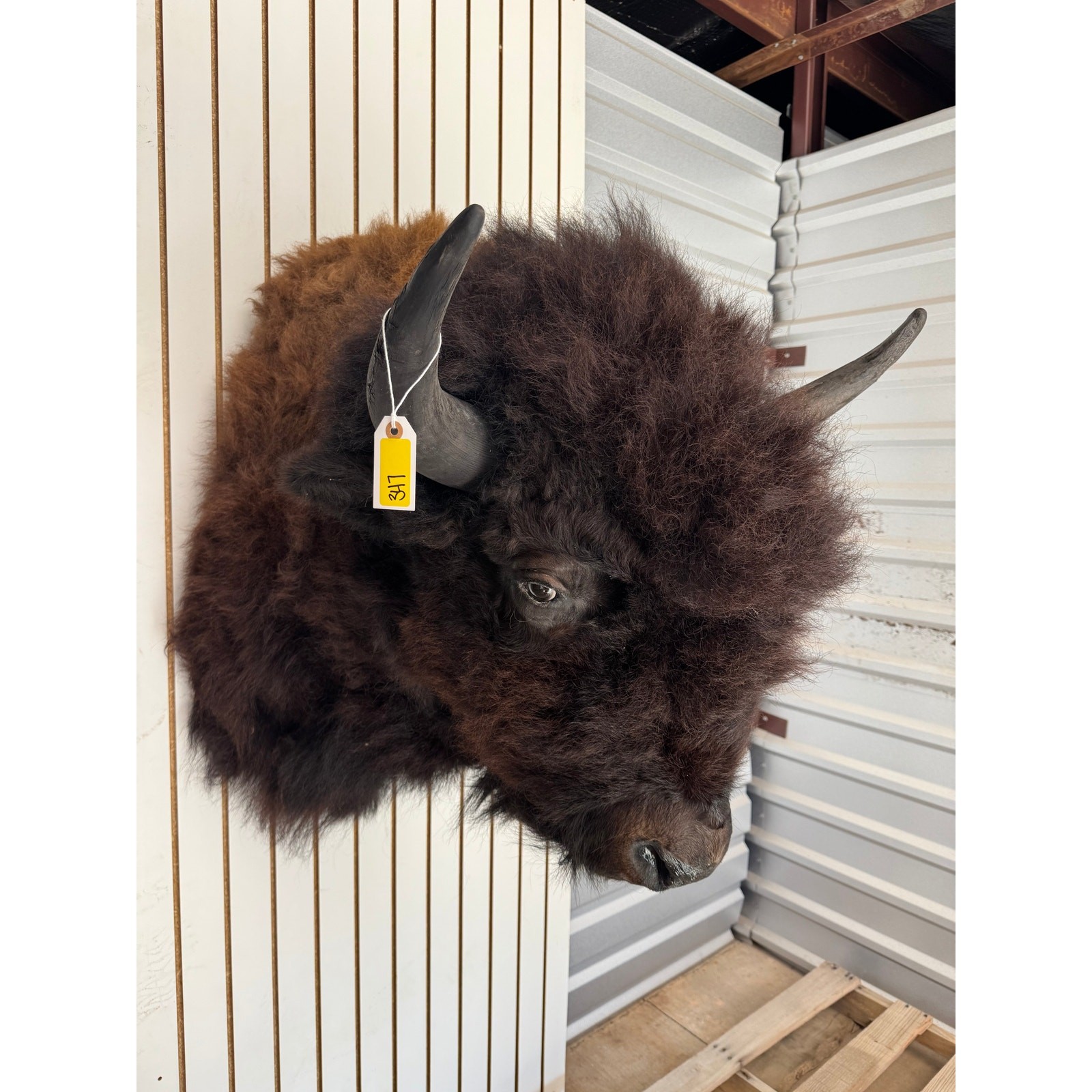 FHDAR347- XL Buffalo Taxidermy Shoulder mount Bull