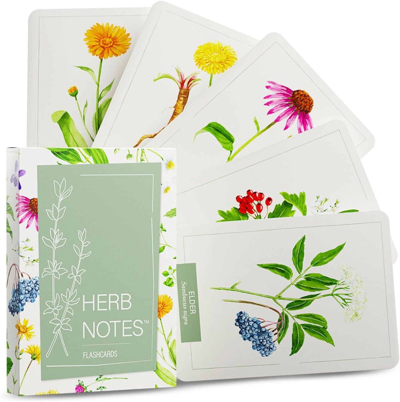 Herb Notes Flash Cards – Educational Plant Learning Cards with Botanical Illustr