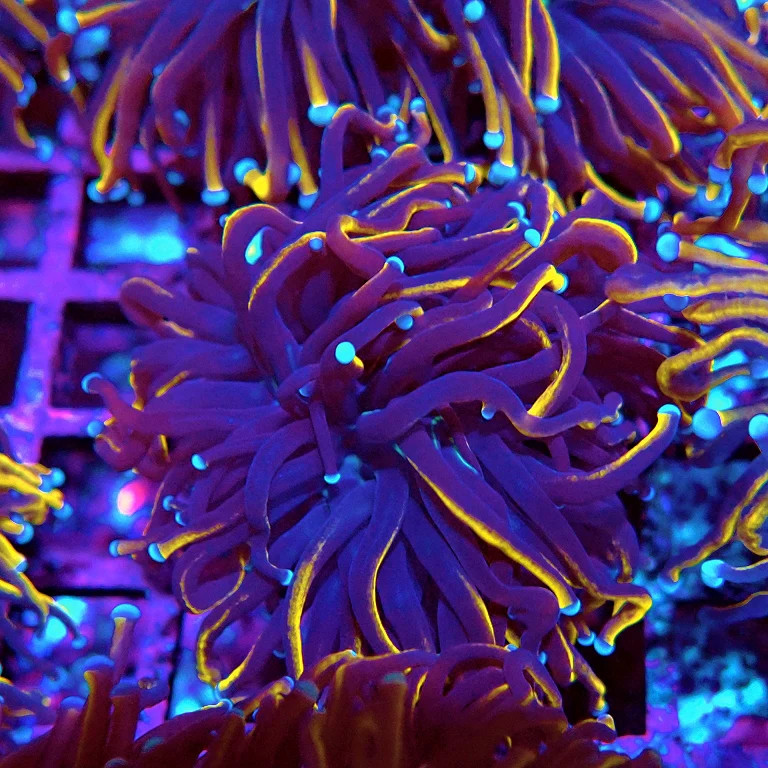 WYSIWYG - Euphyllia Black Tiger Torch