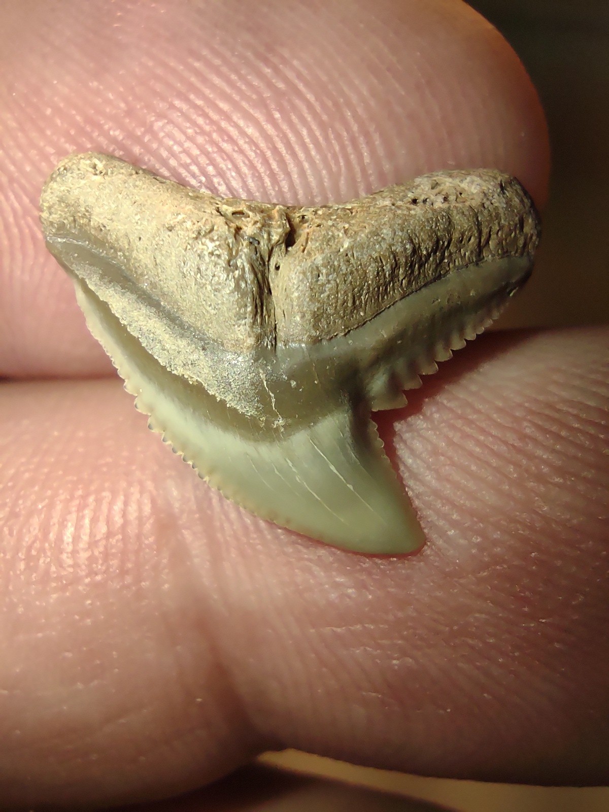 Real Fossil Tiger Shark Tooth Giant Sharks Teeth Great Miocene Fossils Aurora NC