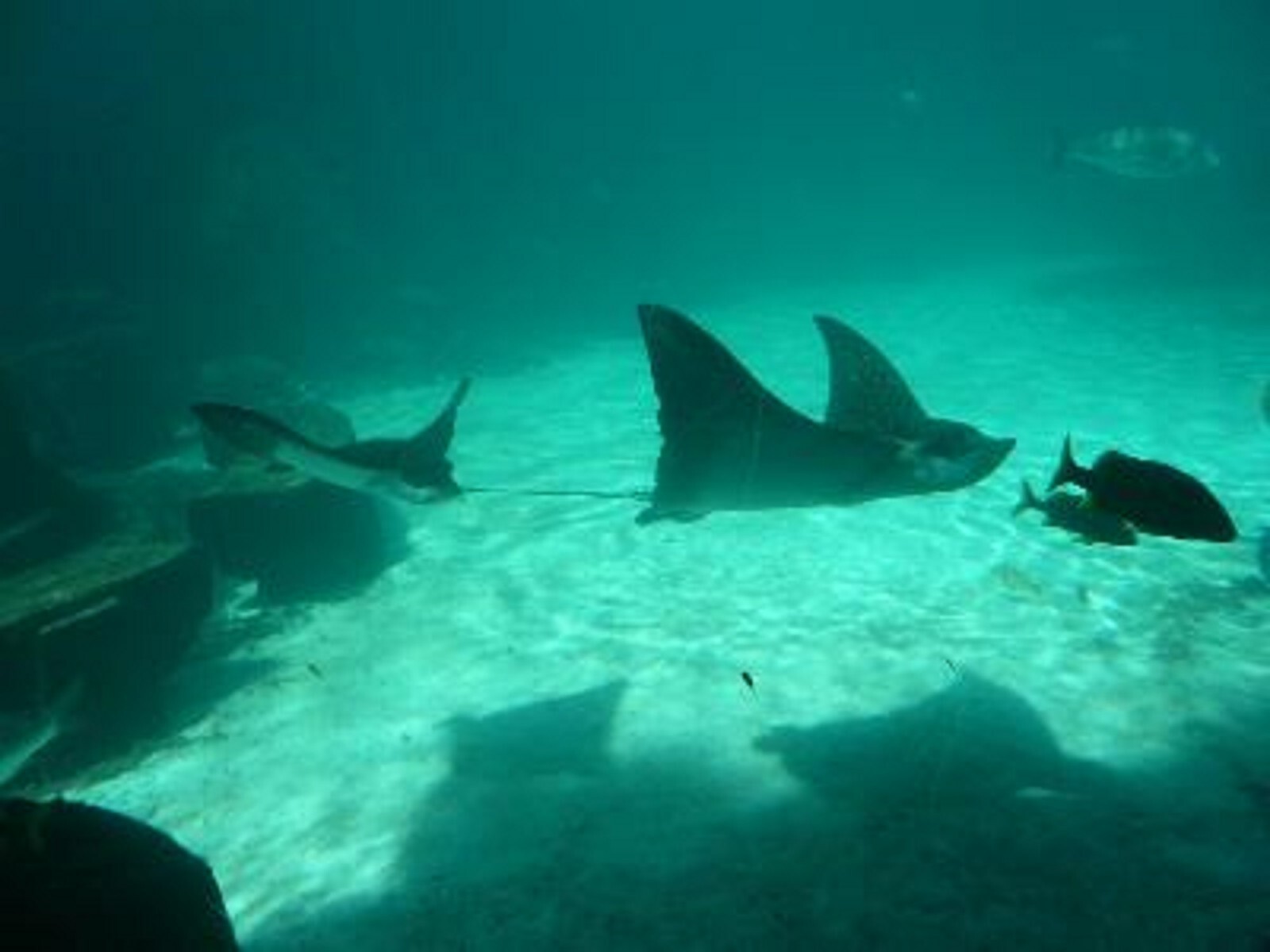 HARBORSIDE Atlantis 7 Nights Fri., June 19 - Fri., June 26, 2026  Deluxe Villa