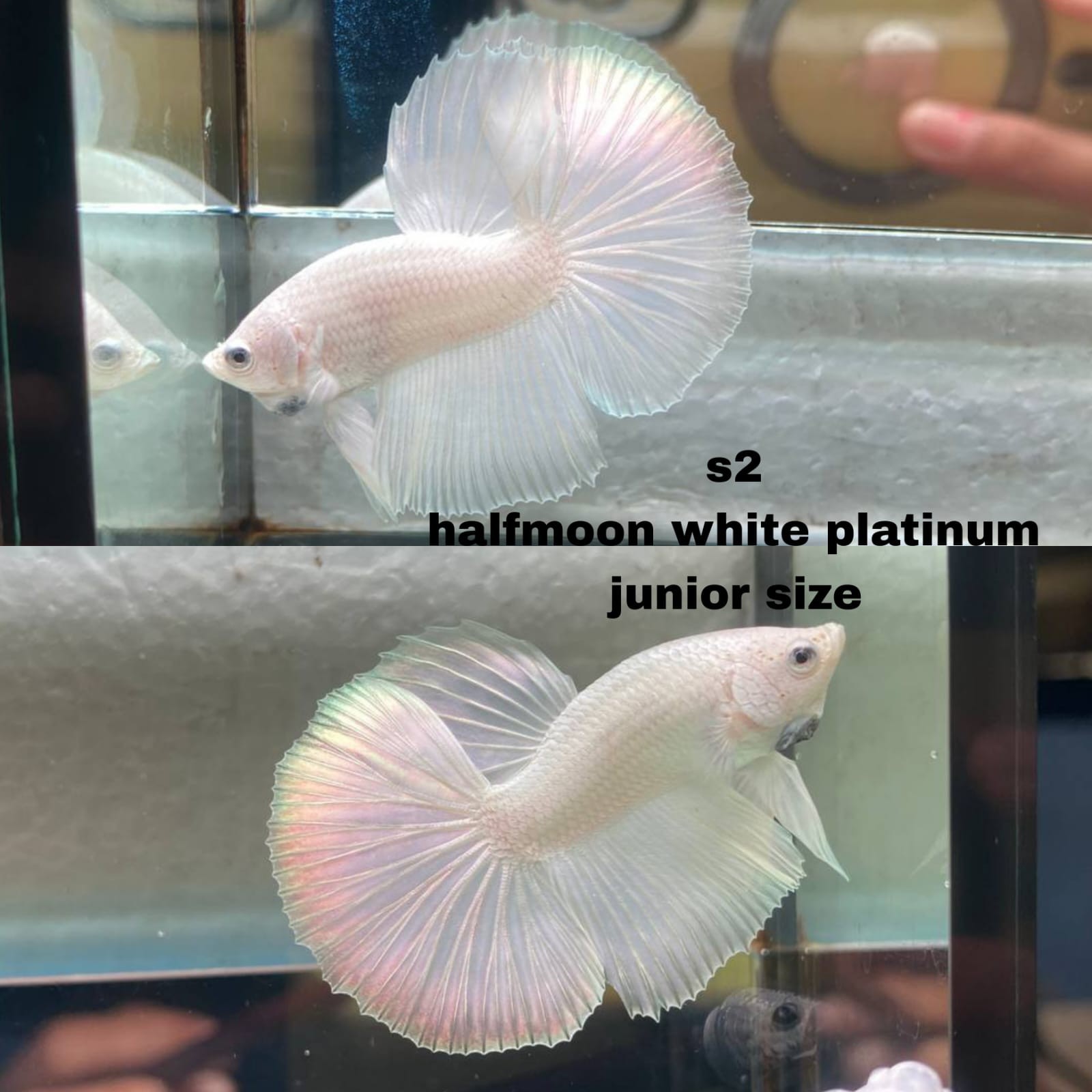 Live Betta Fish HALFMOON Male Grade Premium (D) USA Seller