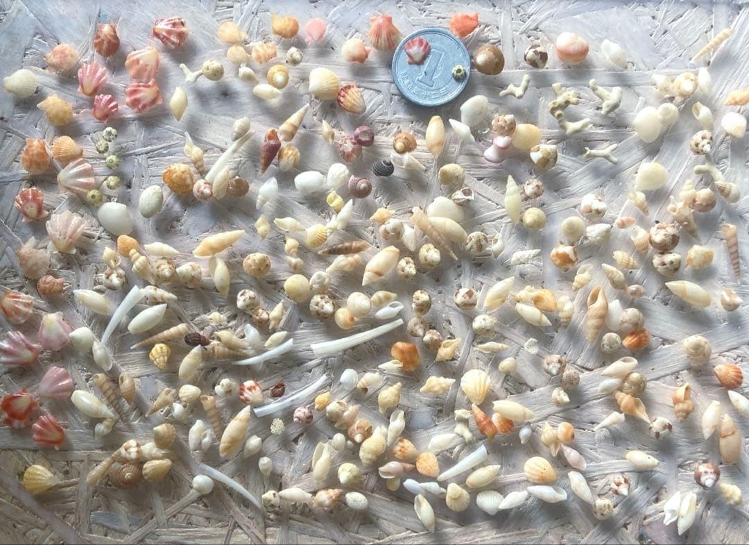 Natural shell material, small shell, simple assortment of tiny shells