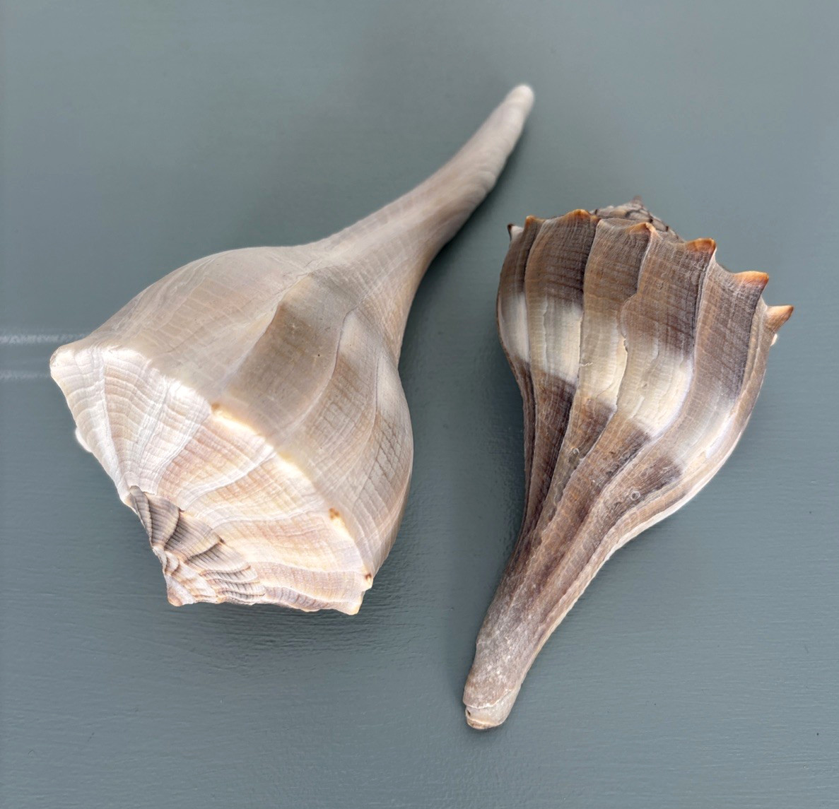 2 Lightning Whelk Shells Southwest Florida 5” and  7” Length B63