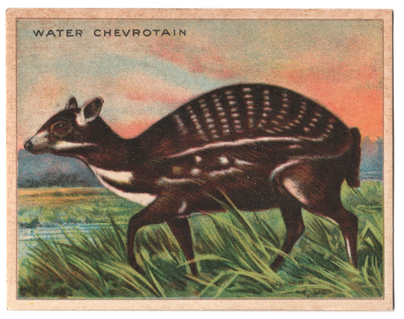 1925 Water Chevrotain Trading Card FC1 Harry Horne Jelly Like T29 Hassan Tobacco