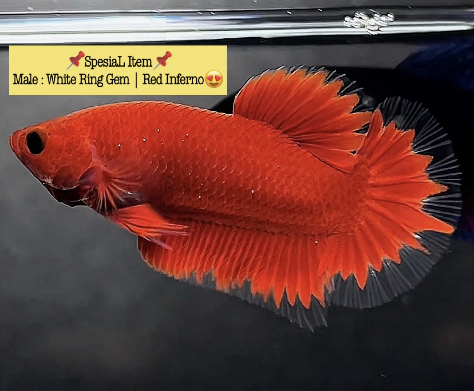 Live Betta Fish Double Tail PLAKAT Male Grade Premium (AR) USA Seller