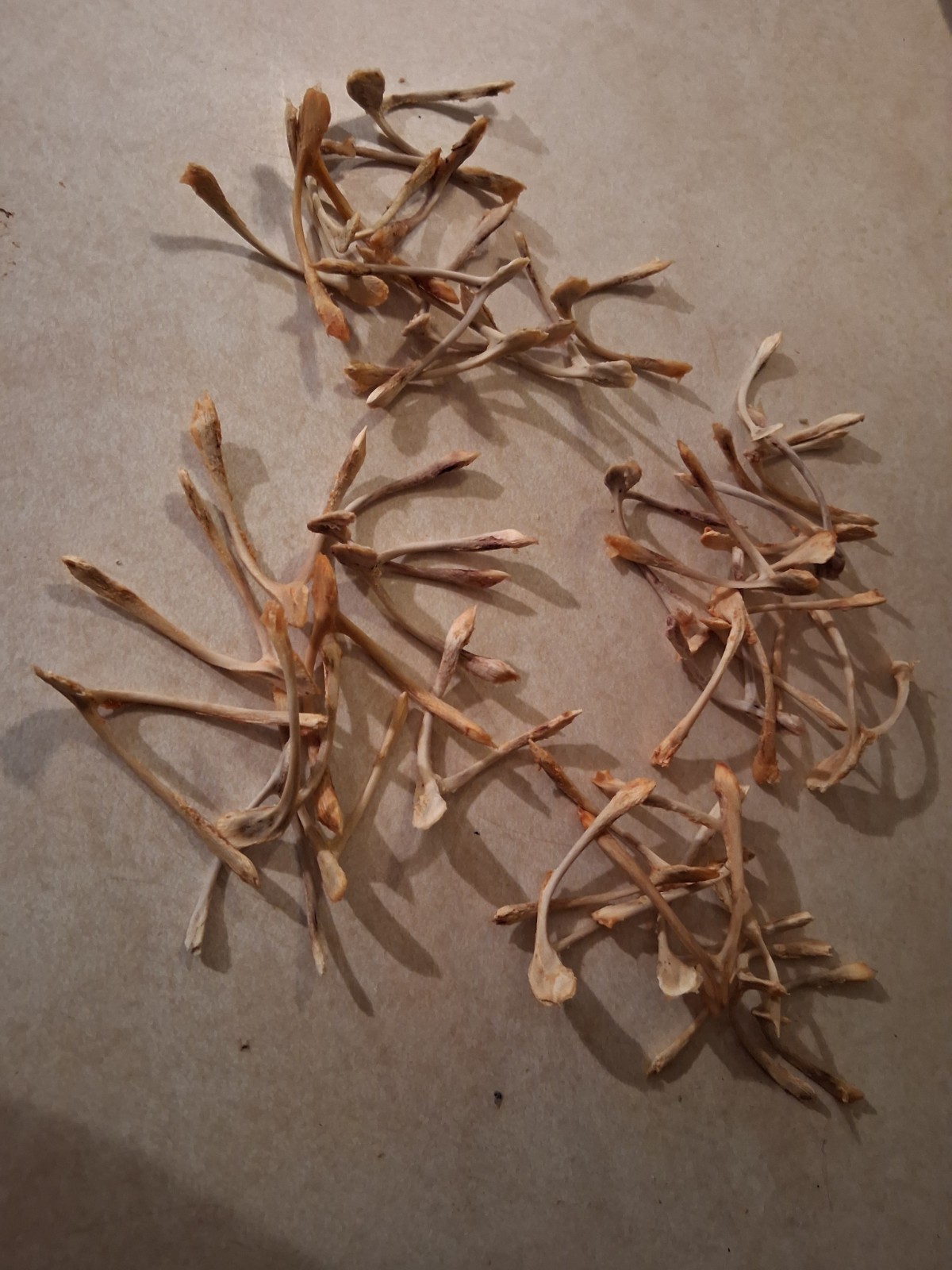 Lot of 38 Chicken Wishbones  Small for Crafts, jewelry