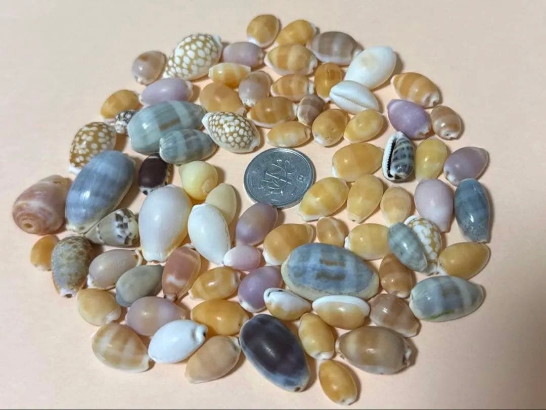 Seashell Set, Cowrie Shells Genuine Sea shells From Japan