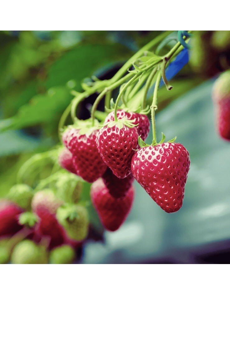 Quinault Ever bearing Strawberry Bare Roots Ananias’s a