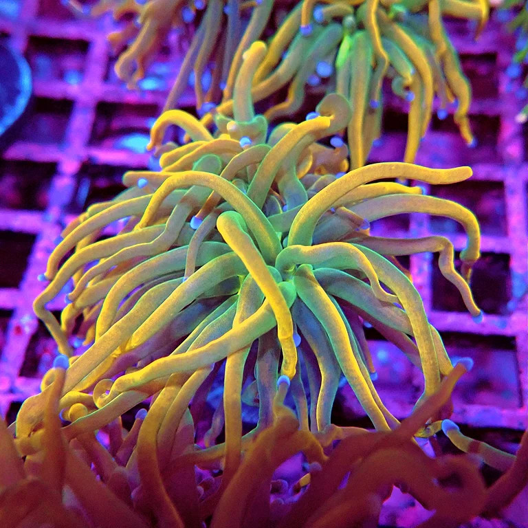 WYSIWYG - Euphyllia Holy Grail Reverse 1.5 Heads