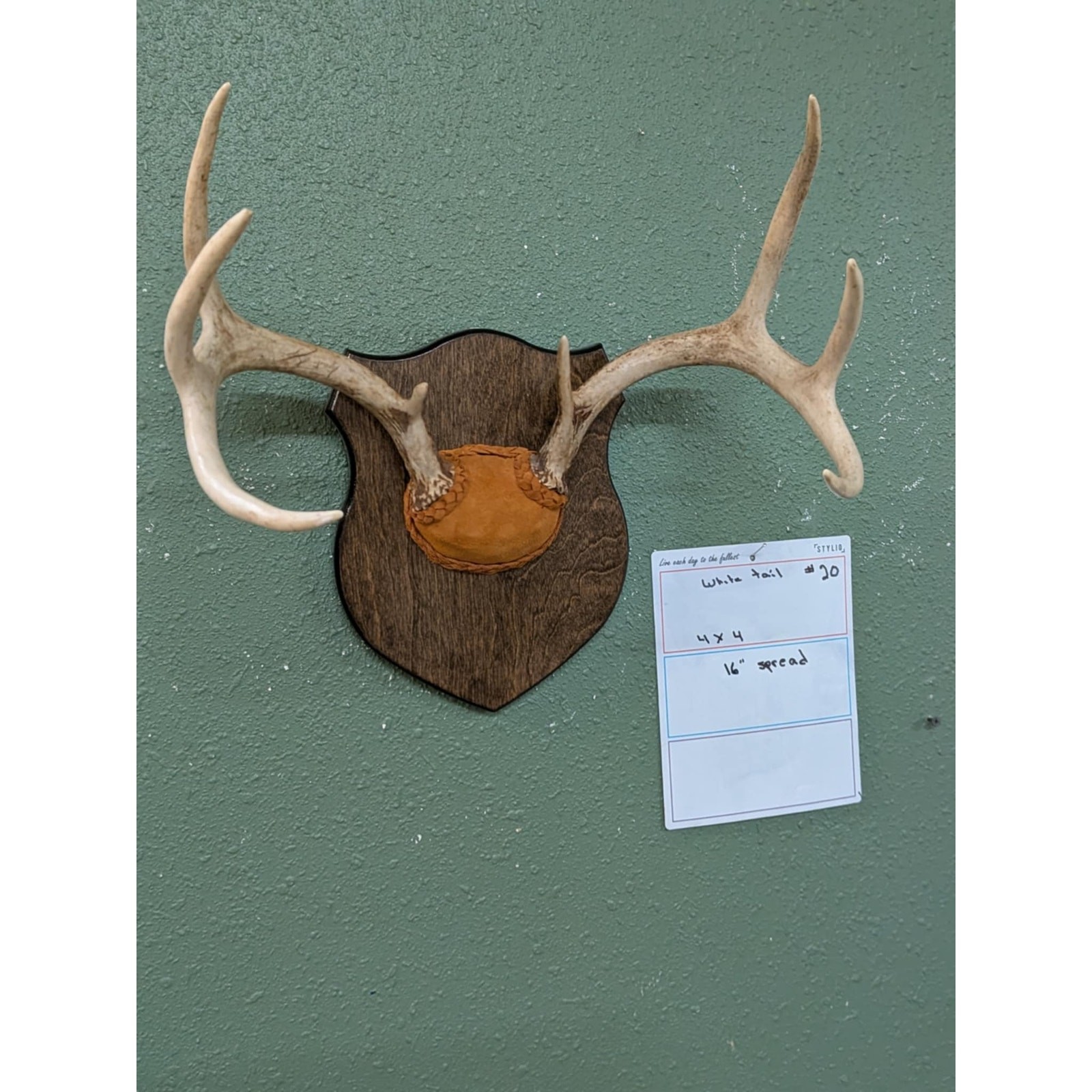 FHPAT20- 4x4 whitetail Deer Antler mount 16” spread