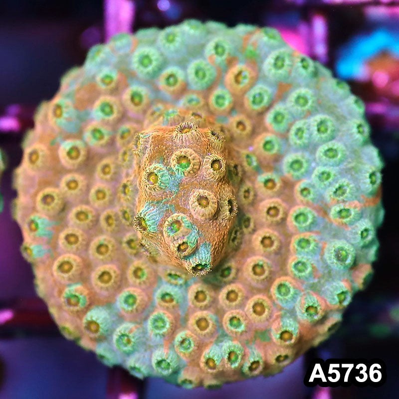 Item#A5736FM5736(S) WYSIWYG Rainbow Cyphastrea Frag
