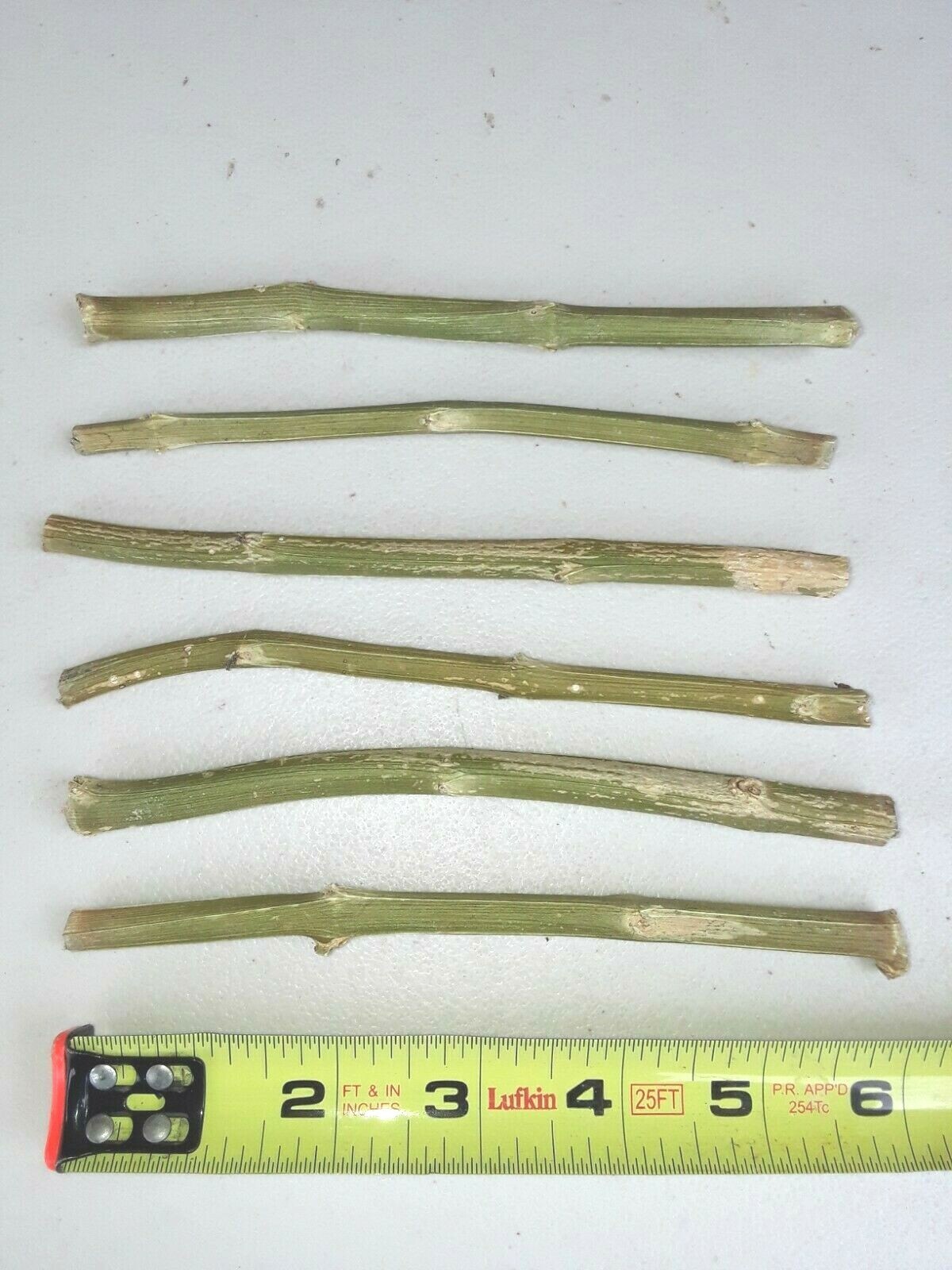 6 Sticks 1/2 Dozen African Yoruba Religion IFA Santeria Plants