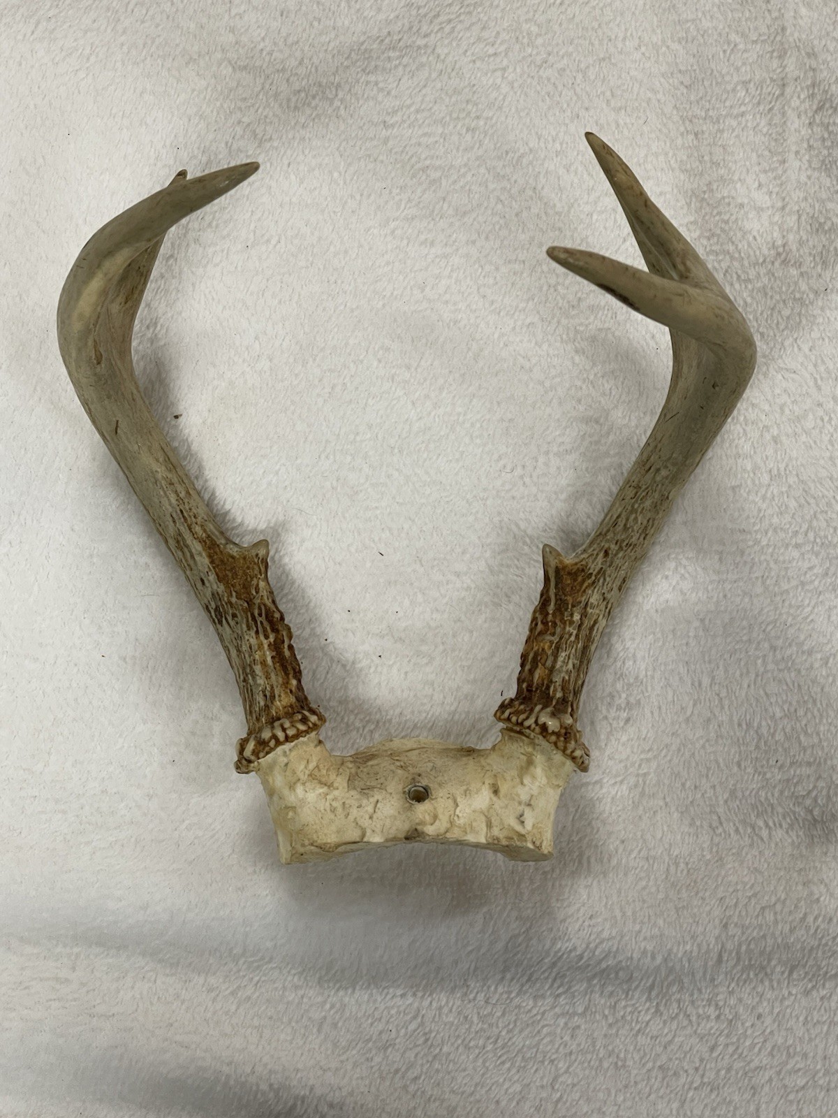 Whitetail Deer 6 Point Buck Antlers Cabincore Decor Dog Chew