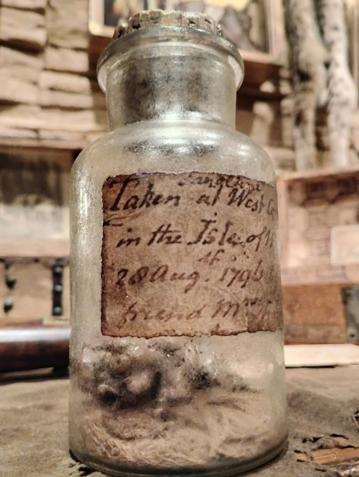 Small Bizarre Unidentified Creature in a Glass Bottle Ship Relict Reproduction 