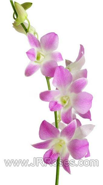 Lavender Dendrobium Orchids