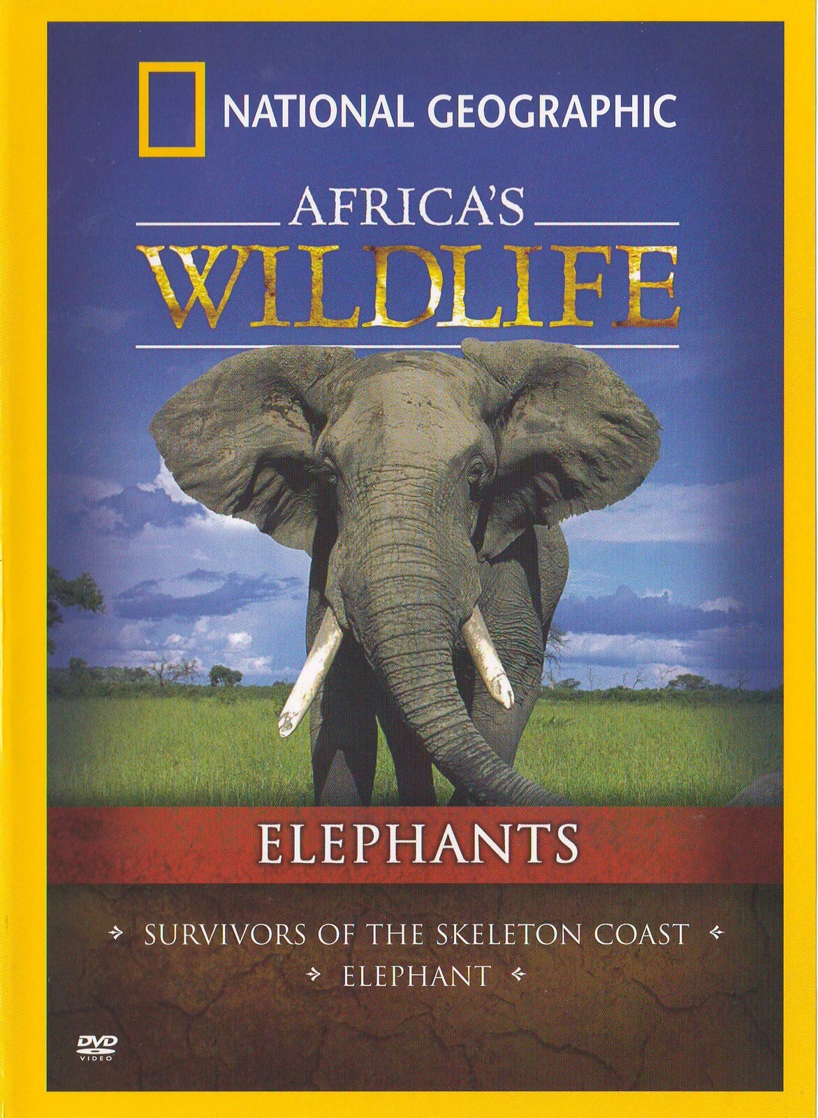 Africa's Wildlife Elephants