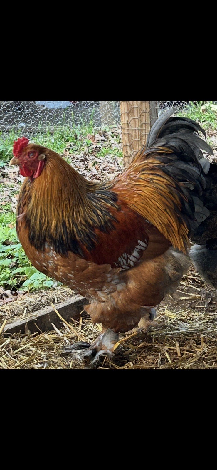 Gold Partridge Brahma 12 Hatching 🐣 Eggs