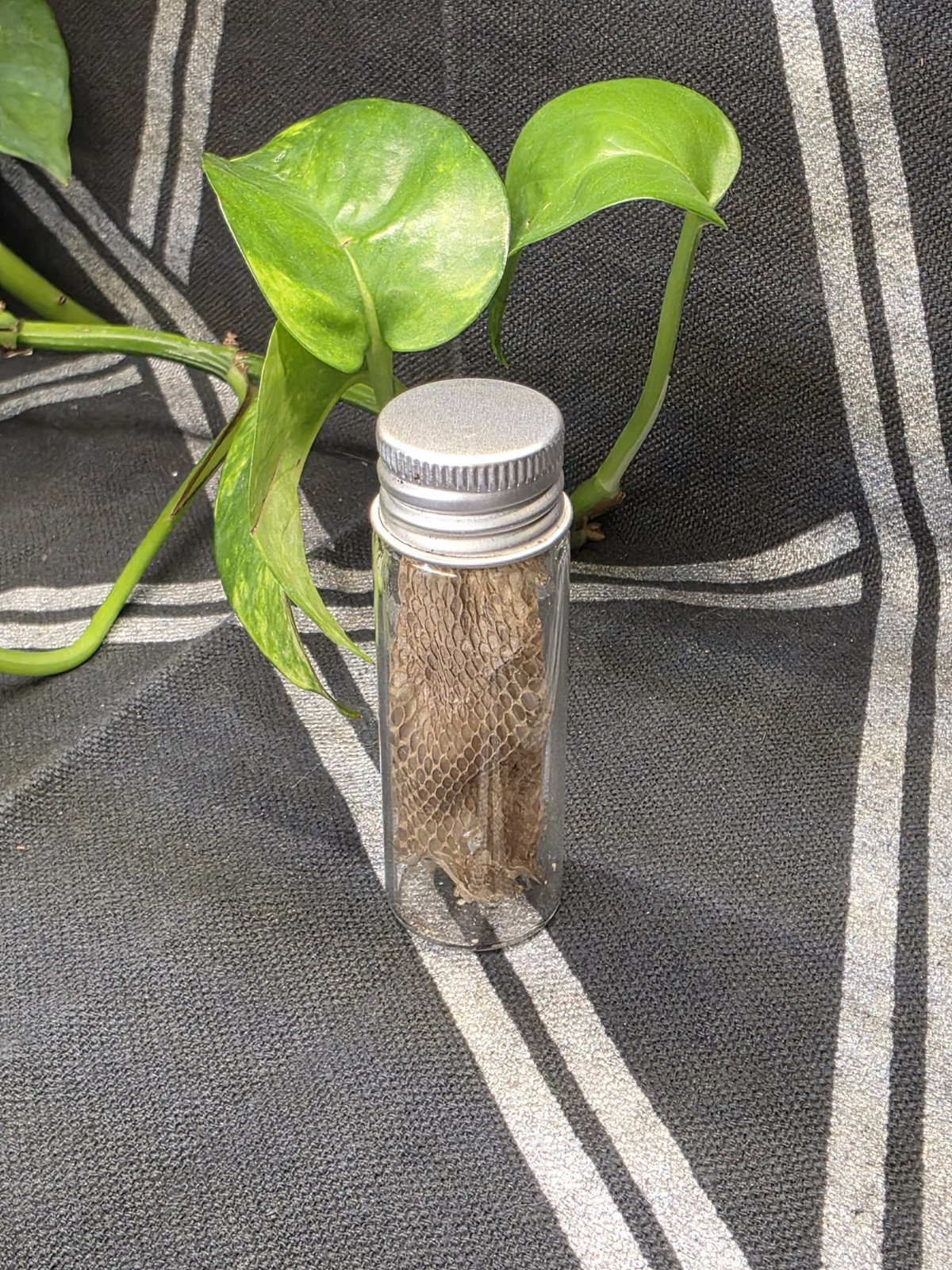Small Vial of shed snakeskin Oddity Curiosities Nature Alter use Decor