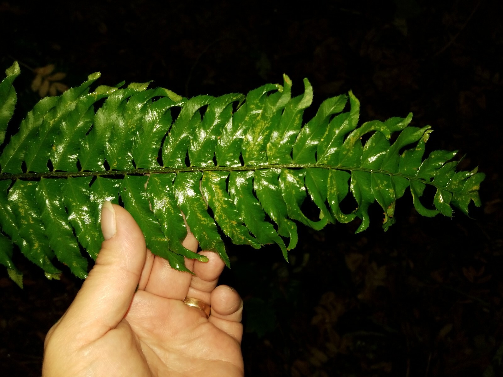 100 Fresh Cut Fern leaves. 8"-10"  Ferns leaves With Stems