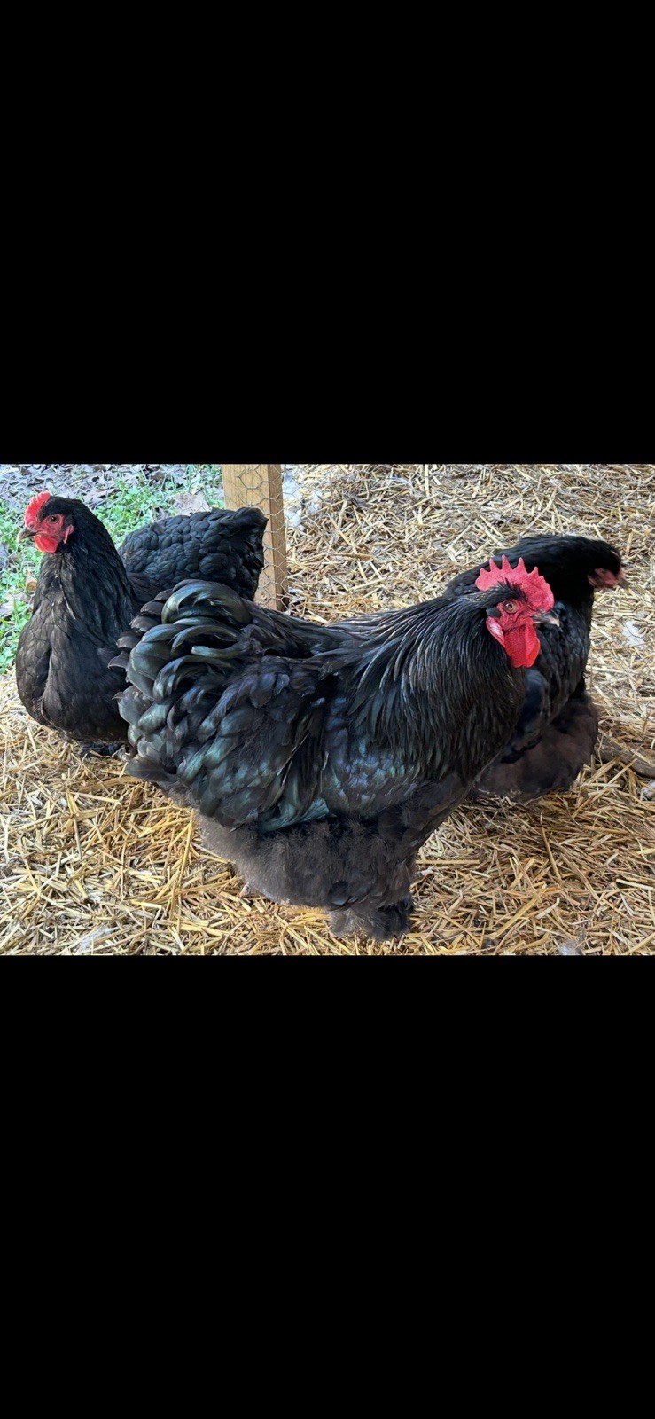 Black Cochin Hatching 🐣 (6) Eggs 