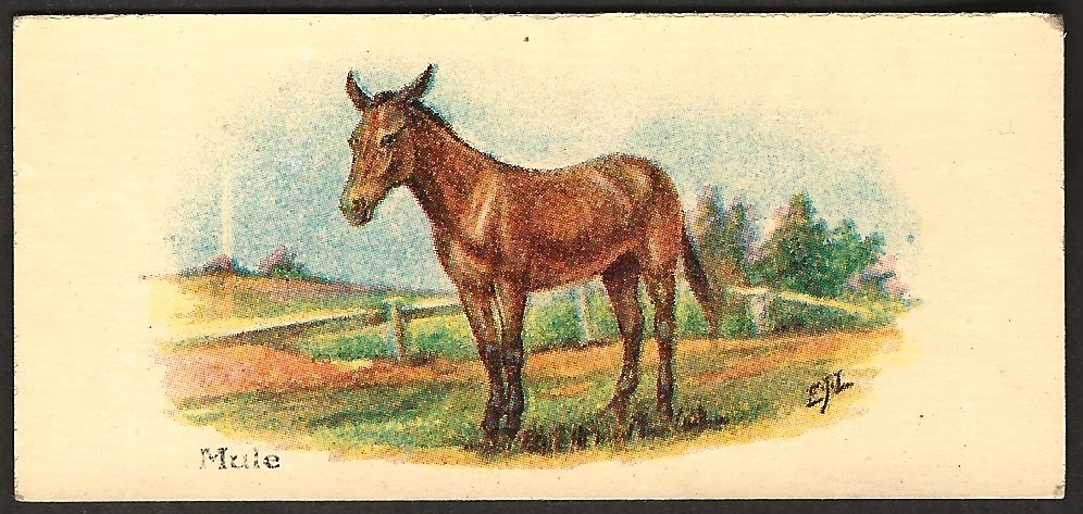 1930 Mule Card V14 Cowan's Chocolate Cocoa Horses #11 Trading Card Cowan