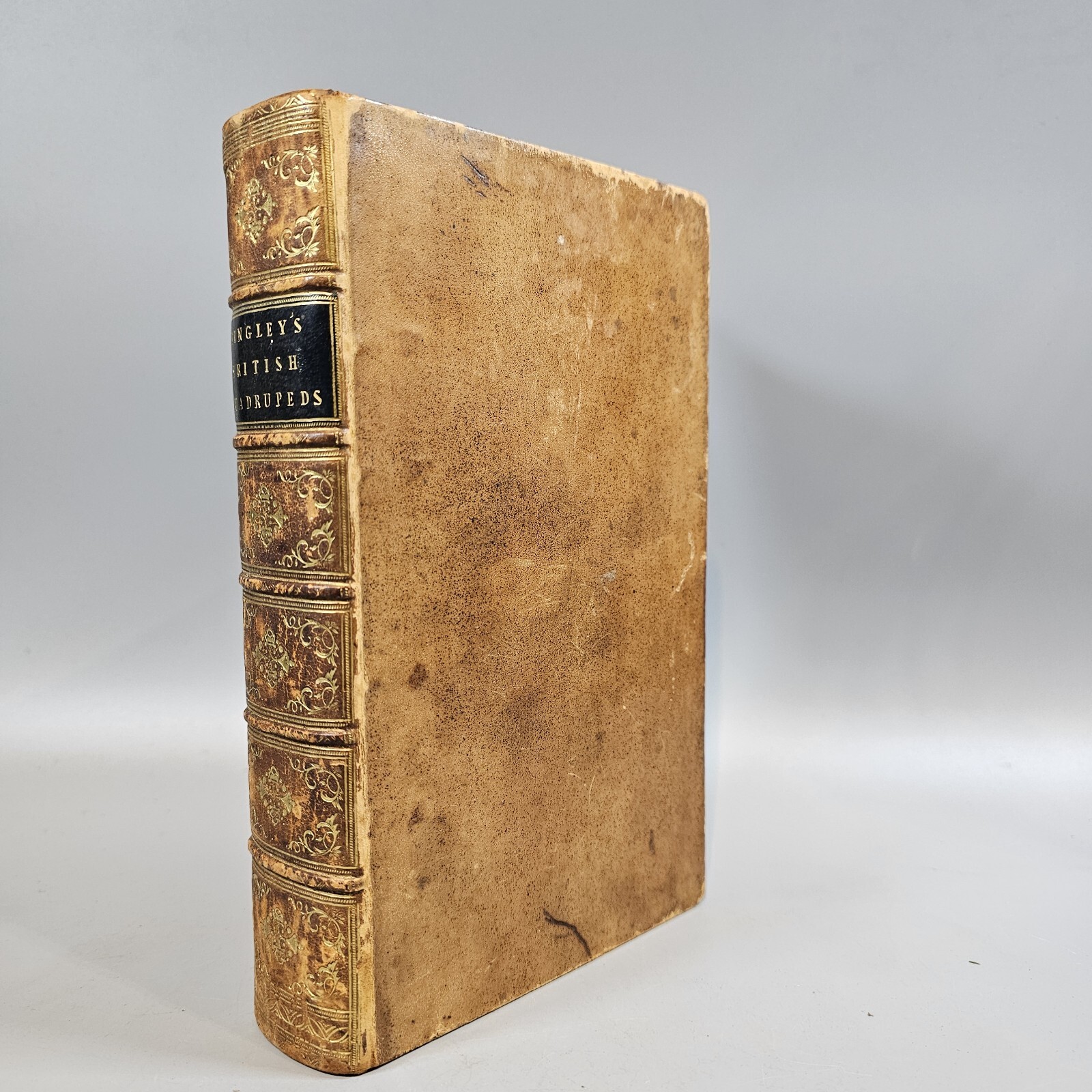 Memoirs Of British Quadrupeds By Bingley 1809 Engravings From Original Drawings