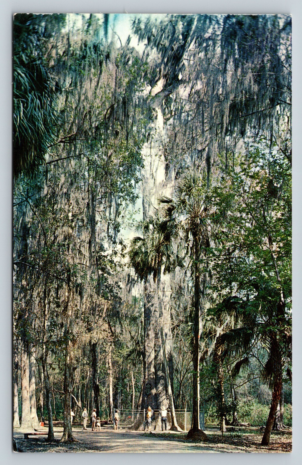 Beautiful BIG CYPRESS TREE Between Orlando & Sanford FLORIDA VINTAGE Postcard