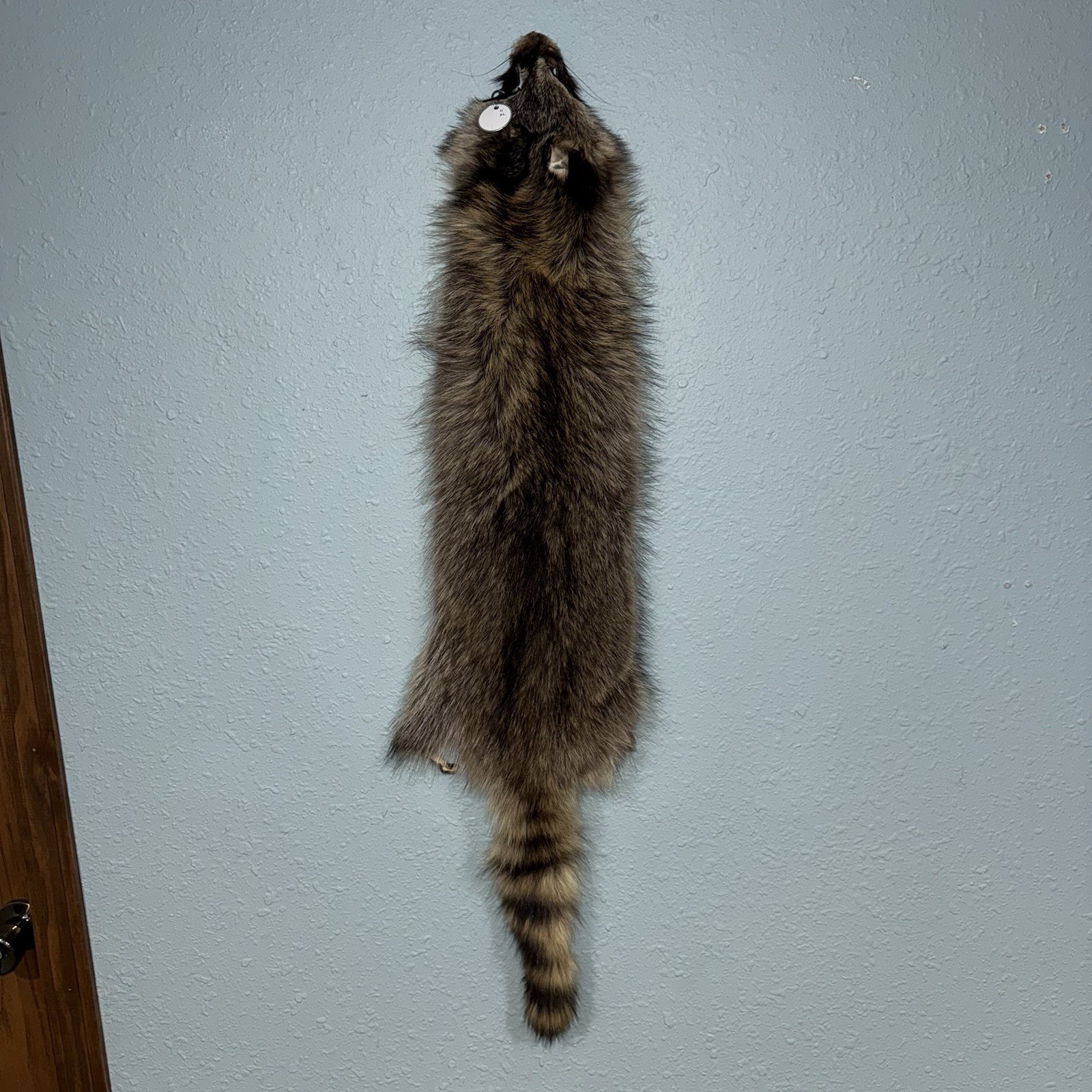 Professionally Tanned XL Raccoon/Coon Hide/Furs/Pelts/Taxidermy/Crafts - 21