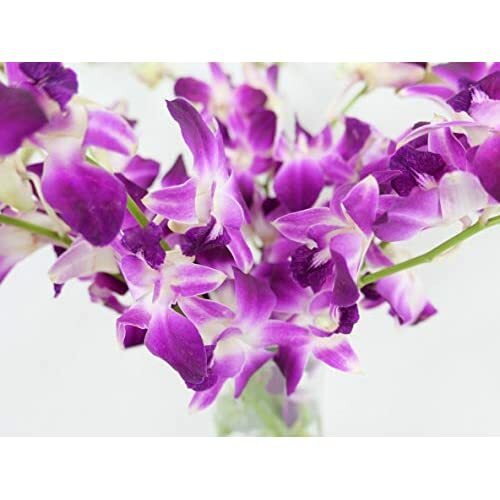 Dendrobium Sonia/Galaxy/Bombay Cut Orchids by The Box of 7 Bunches