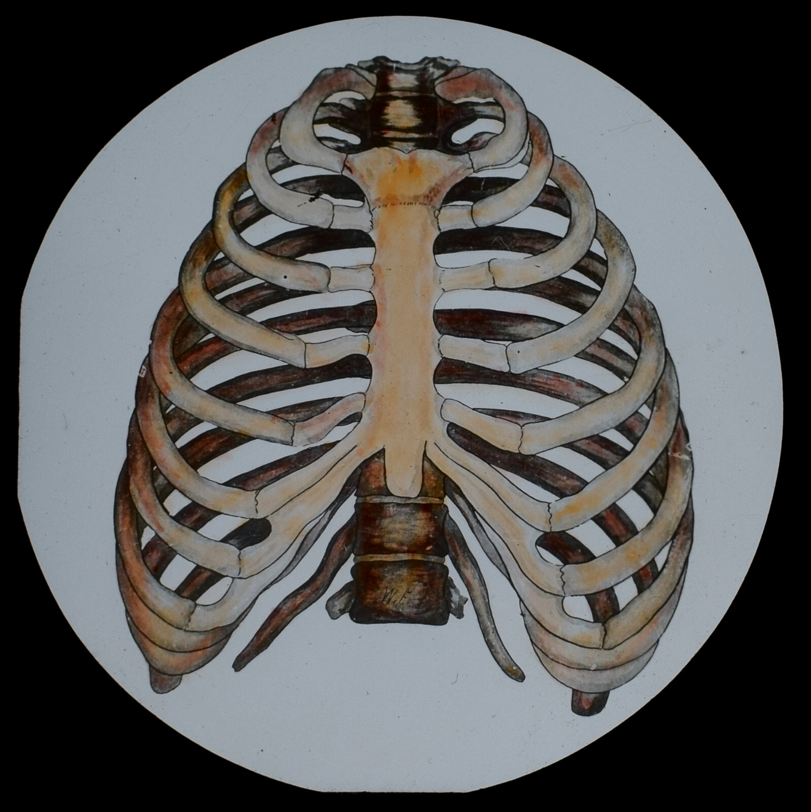 THE HUMAN BODY NO7 THE RIBS C1910 Magic Lantern Slide MEDICAL ILLUSTRATION