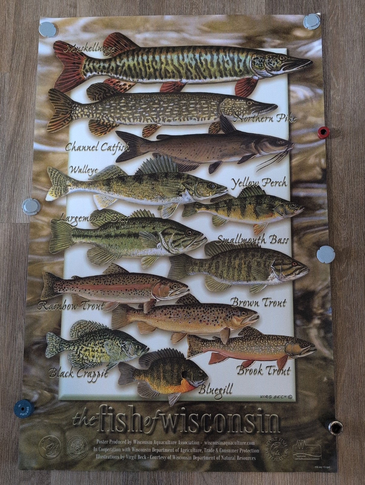 Vintage The Fish Of Wisconsin Chart Poster 34"x22"  Aquaculture Association 