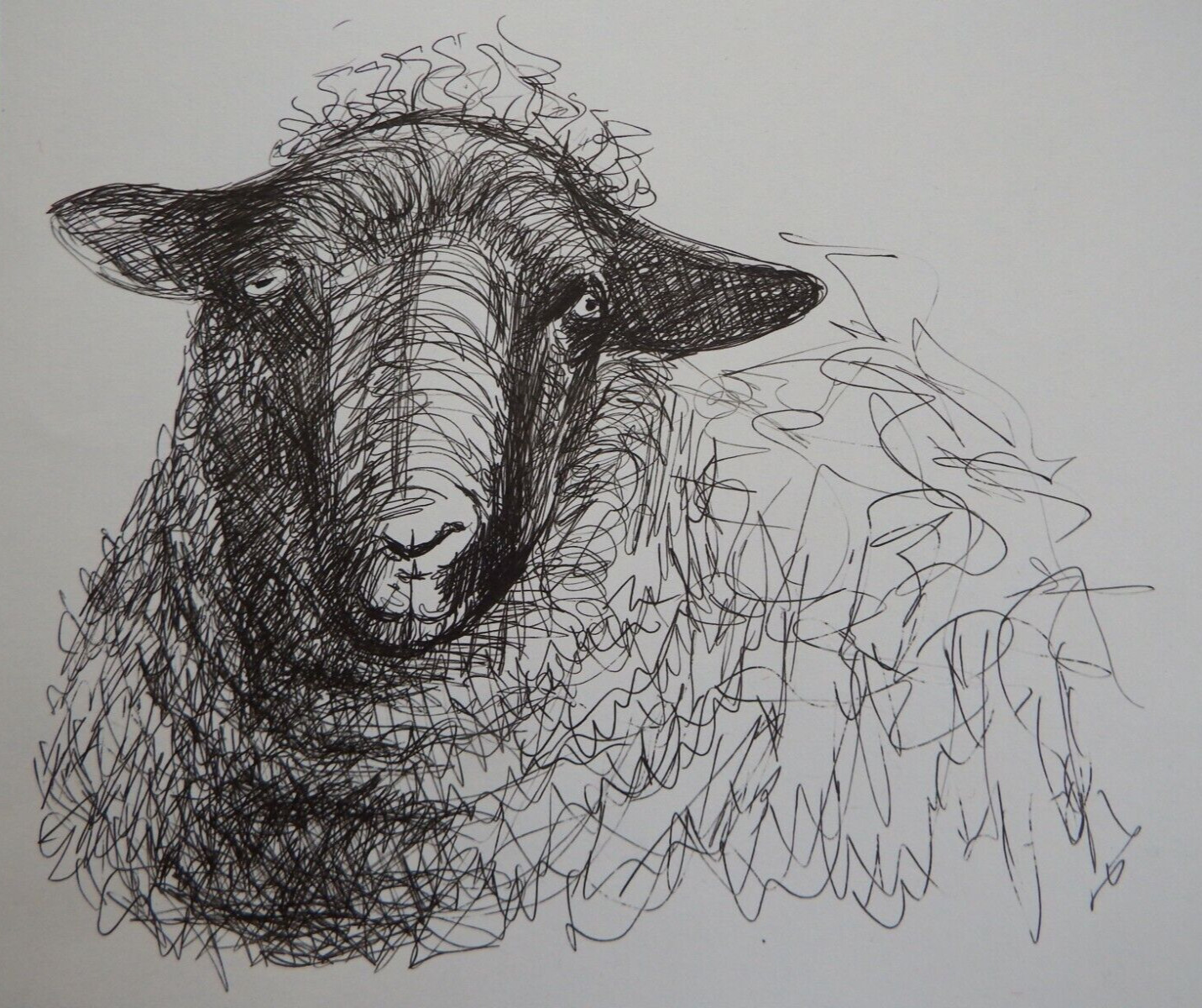 Ink drawing sheep Henry Moore sheep sketch 'Head'