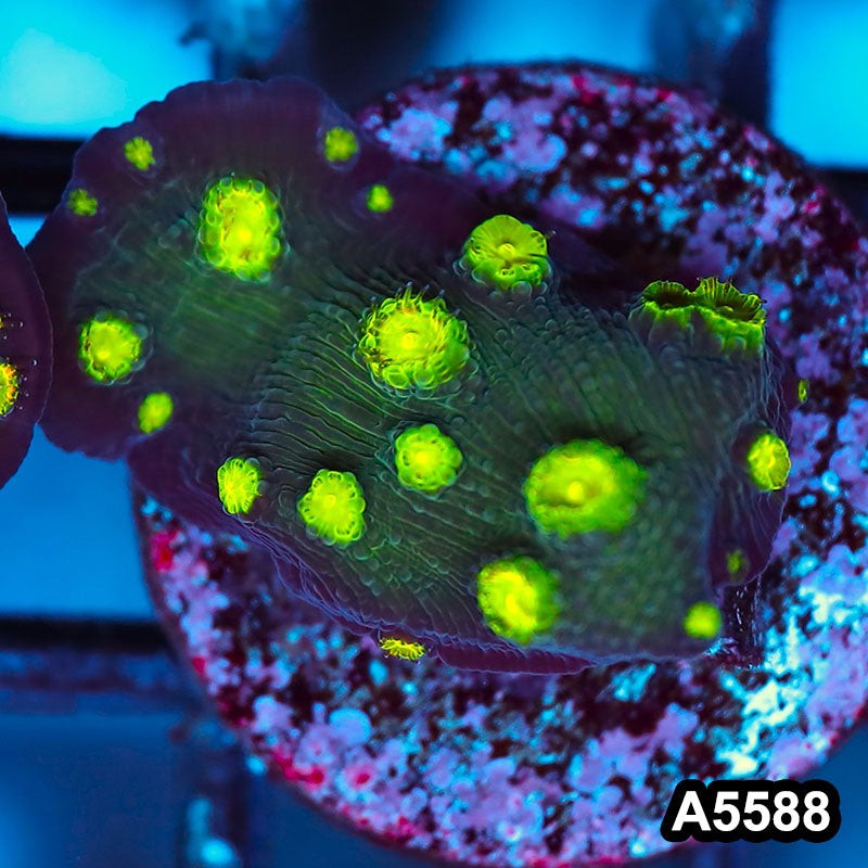 Item#A5588FM5588(S) WYSIWYG Hollywood Stunner Chalice Frag