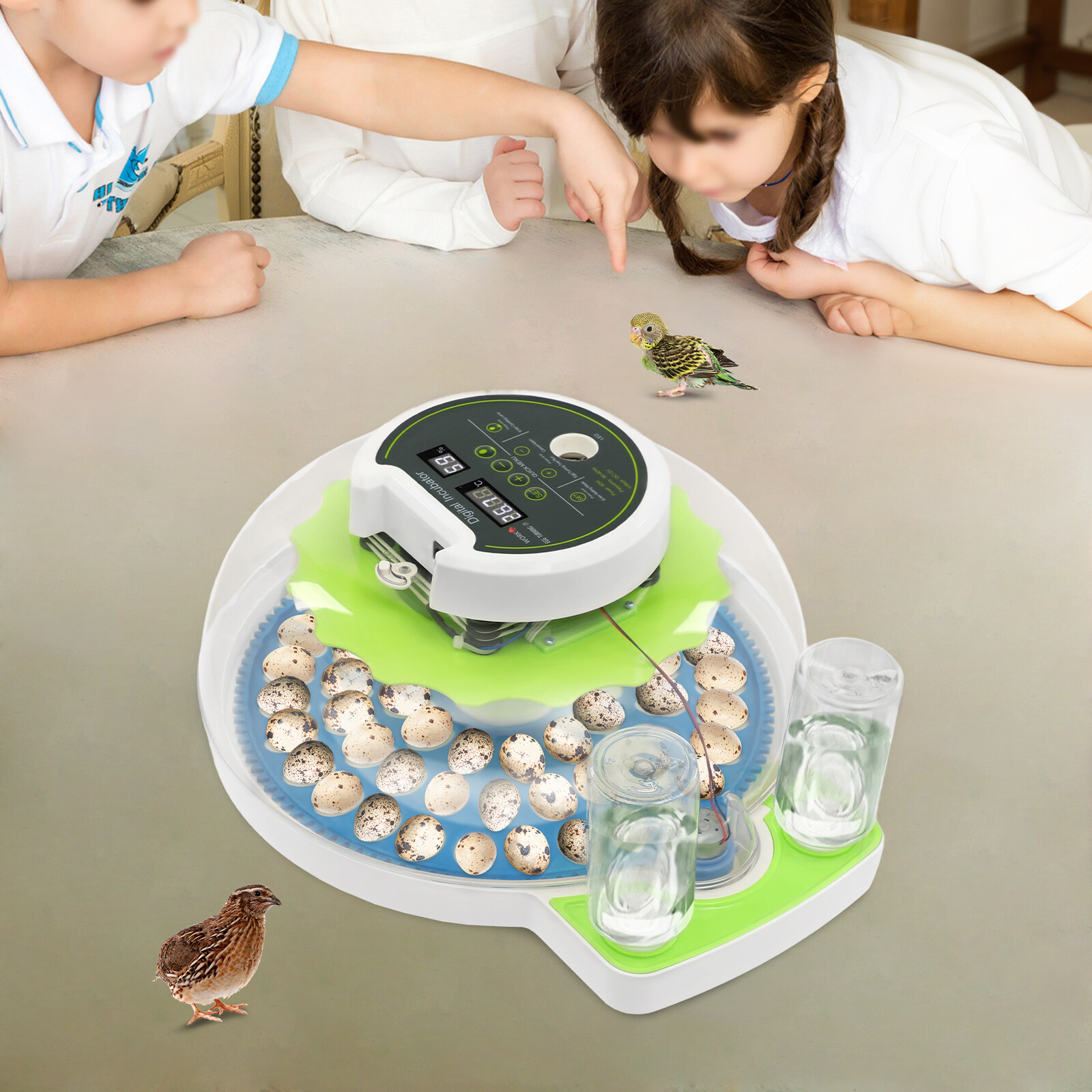 Modern LED Quail Egg Incubator for Hatching 60 Quail Eggs, Small Quail Brooder